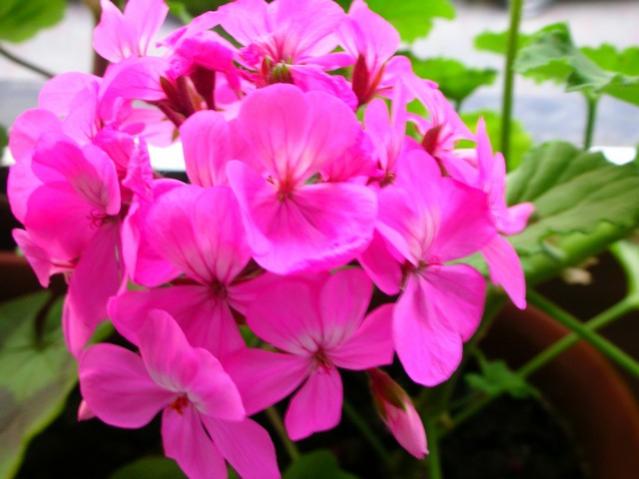 Name:  DSCN0285.jpg
Views: 2613
Size:  38.4 KB