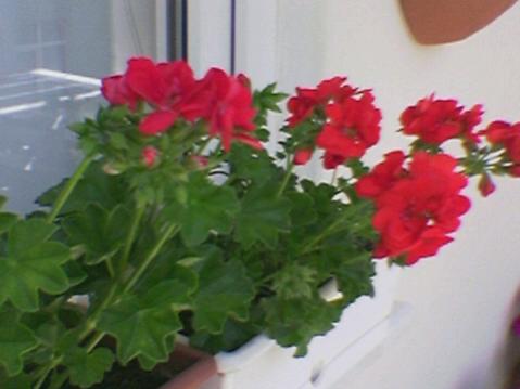 Name:  Foto(30).jpg
Views: 1627
Size:  21.0 KB