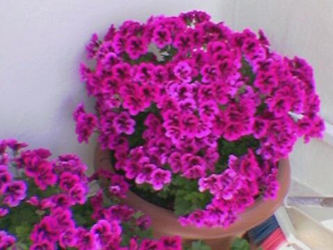 Name:  Foto(31).jpg
Views: 2721
Size:  27.3 KB