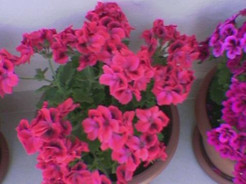 Name:  Foto(32).jpg
Views: 1620
Size:  24.0 KB