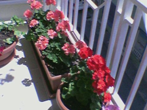 Name:  Foto(34).jpg
Views: 1662
Size:  28.0 KB