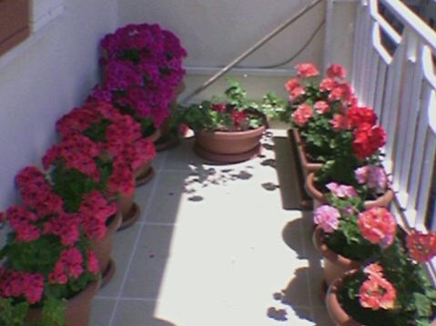 Name:  Foto(36).jpg
Views: 1636
Size:  24.3 KB