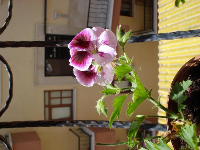 Name:  sardunyaa.jpg
Views: 1881
Size:  45.3 KB