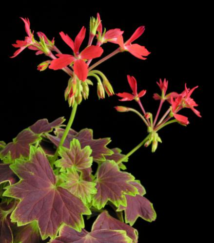 Name:  Pelargonium_VancouverCentennial.jpg
Views: 2756
Size:  28.6 KB