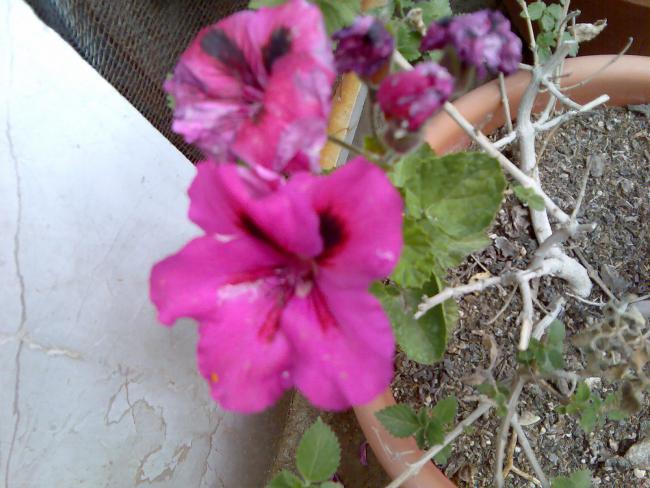 Name:  Grnt397.jpg
Views: 1845
Size:  51.7 KB