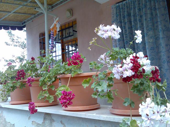 Name:  Grnt392.jpg
Views: 2031
Size:  66.6 KB