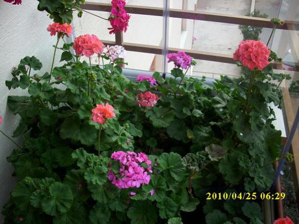 Name:  IMG_0154_1.jpg
Views: 1791
Size:  54.2 KB