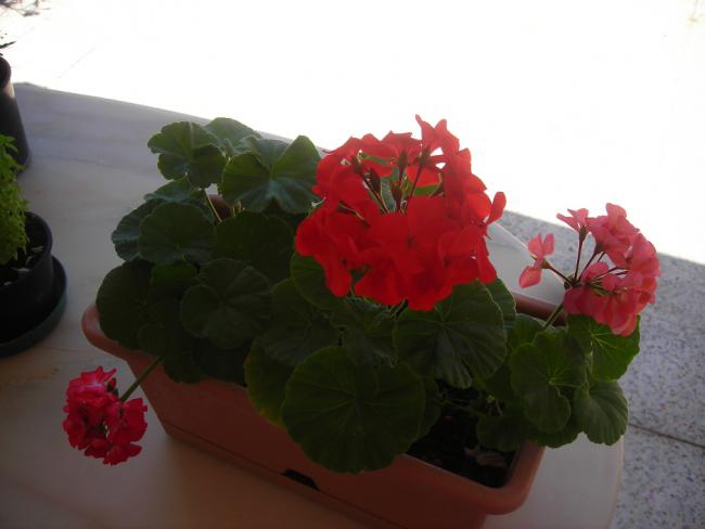 Name:  DSCN2451.jpg
Views: 2231
Size:  25.9 KB