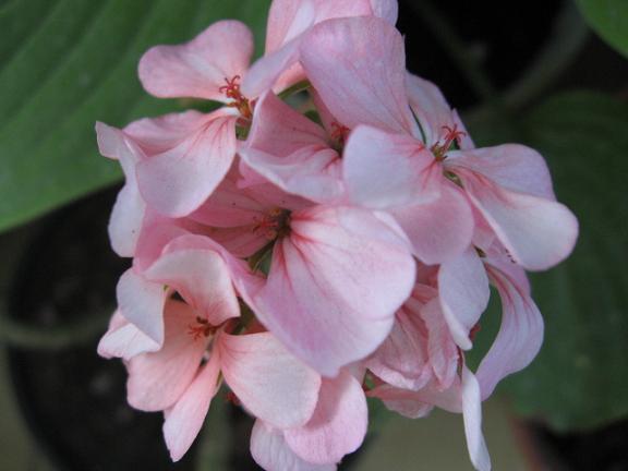 Name:  pembe sard.JPG
Views: 2830
Size:  32.9 KB