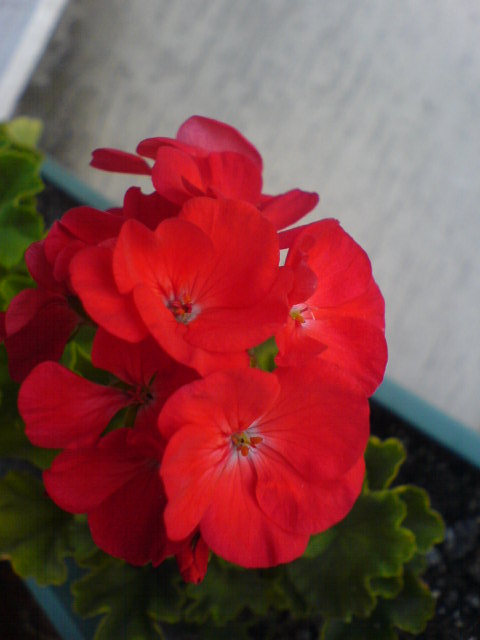 Name:  DSC02954.JPG
Views: 3278
Size:  44.9 KB