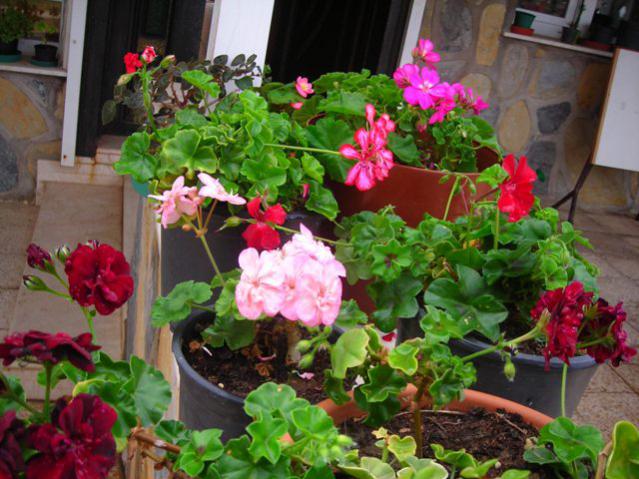 Name:  DSCN3440.jpg
Views: 1970
Size:  59.8 KB