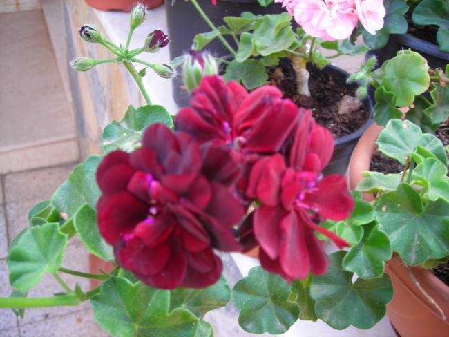Name:  DSCN3389.jpg
Views: 1932
Size:  47.9 KB