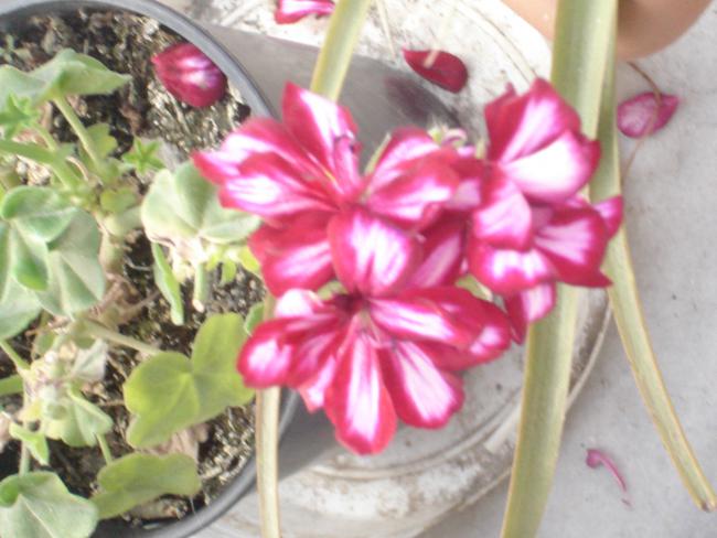 Name:  DSC00957.jpg
Views: 1913
Size:  46.0 KB