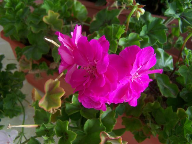 Name:  Resim m 025.jpg
Views: 2455
Size:  42.3 KB