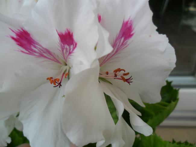 Name:  SAM_0516.jpg
Views: 4902
Size:  24.0 KB