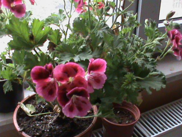 Name:  DSC00175.jpg
Views: 2501
Size:  54.9 KB