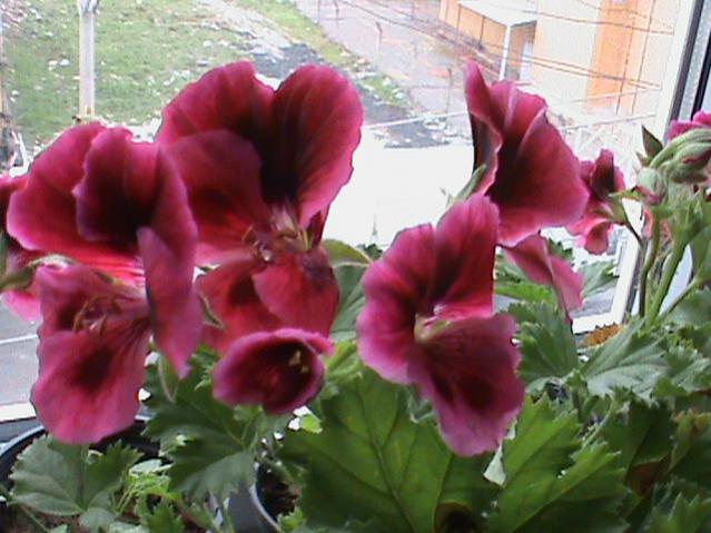 Name:  DSC00176.jpg
Views: 2089
Size:  49.3 KB