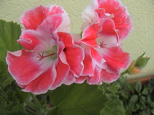 Name:  DSC00011.JPG
Views: 3257
Size:  61.8 KB