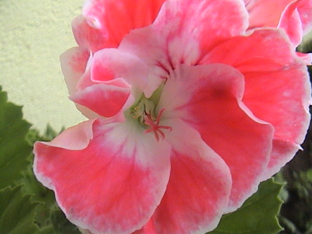 Name:  DSC00012.JPG
Views: 2223
Size:  61.6 KB
