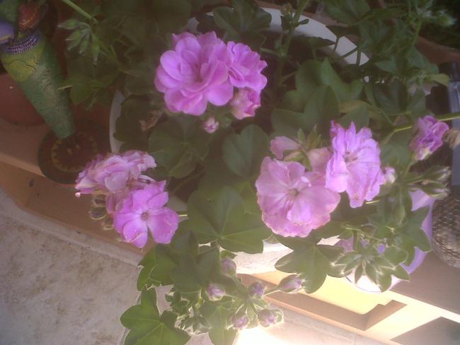 Name:  IMG00262-20110508-1227.jpg
Views: 2095
Size:  37.6 KB