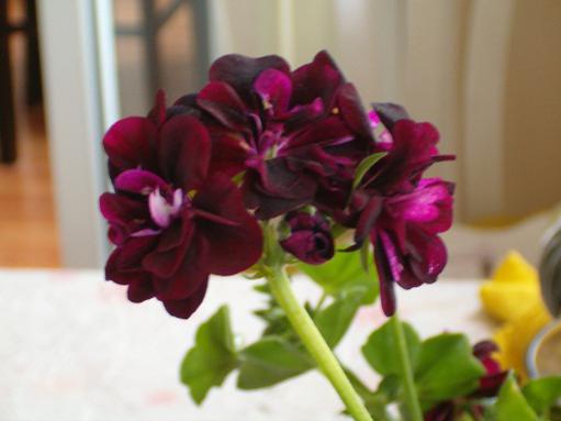 Name:  ieklerim 005.jpg
Views: 1869
Size:  21.4 KB
