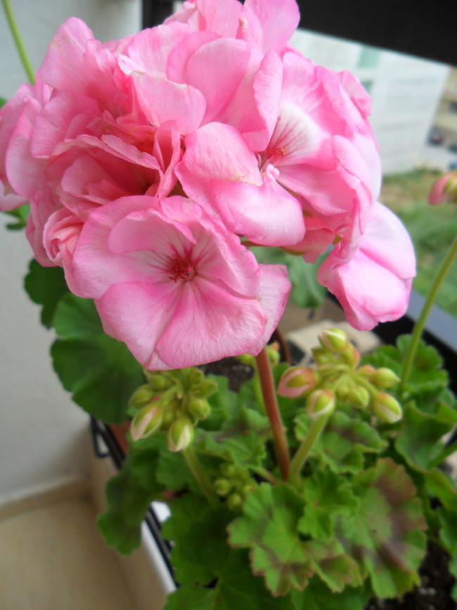 Name:  SAM_0685.jpg
Views: 1404
Size:  56.9 KB