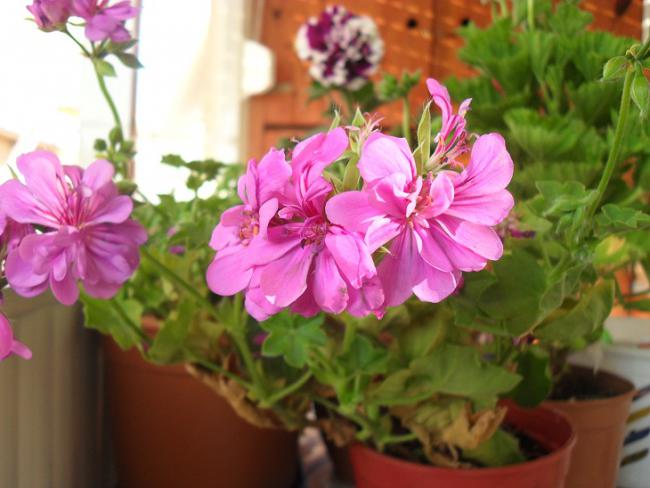 Name:  ieklerim 003.jpg
Views: 1594
Size:  42.8 KB