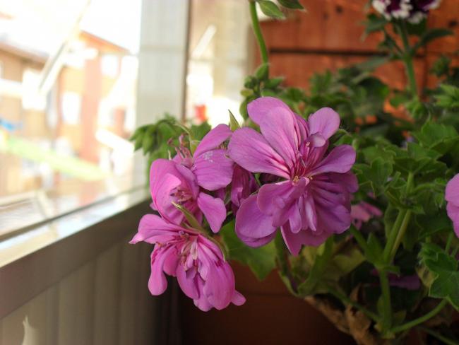 Name:  ieklerim 004.jpg
Views: 1580
Size:  35.6 KB