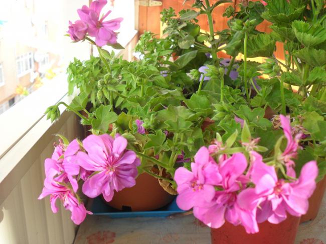 Name:  ieklerim 005.jpg
Views: 1705
Size:  55.9 KB