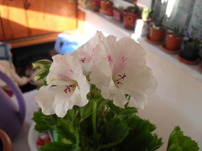 Name:  ieklerim 006.jpg
Views: 1547
Size:  30.7 KB