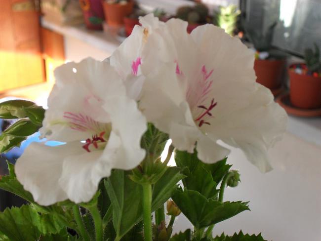 Name:  ieklerim 007.jpg
Views: 1554
Size:  31.8 KB