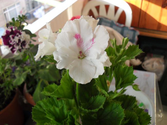 Name:  ieklerim 008.jpg
Views: 1575
Size:  37.7 KB