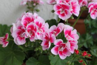 Name:  IMG_1296-1.jpg
Views: 1673
Size:  13.7 KB