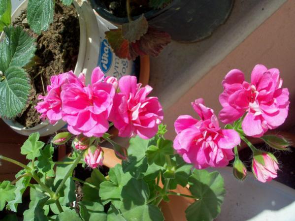Name:  100_0546.jpg
Views: 1470
Size:  48.9 KB