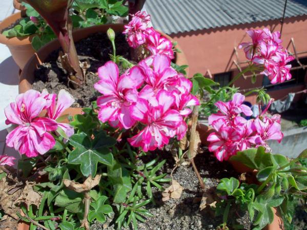 Name:  100_0547.jpg
Views: 1538
Size:  65.6 KB