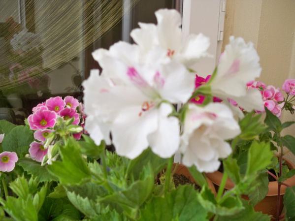 Name:  228052011039.jpg
Views: 1607
Size:  36.9 KB