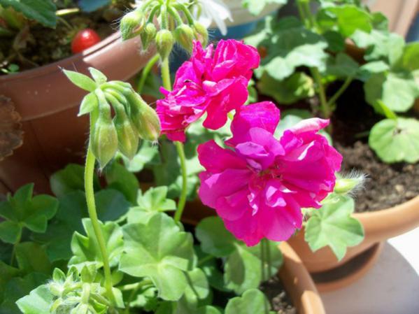 Name:  100_0545.jpg
Views: 1491
Size:  43.6 KB
