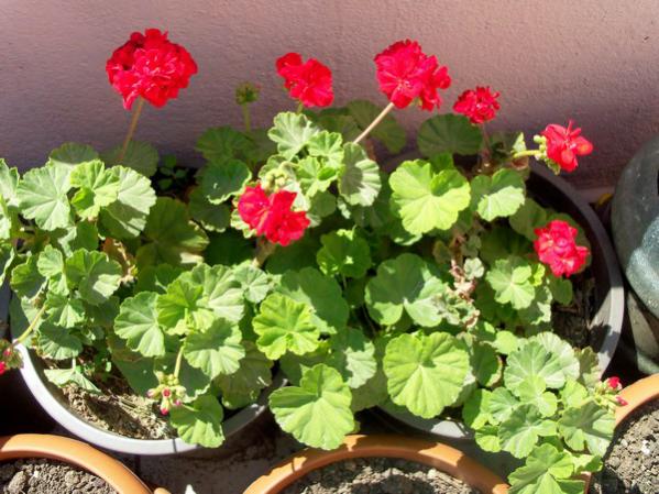 Name:  100_0549.jpg
Views: 1509
Size:  57.4 KB