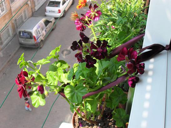 Name:  014.jpg
Views: 2009
Size:  44.9 KB