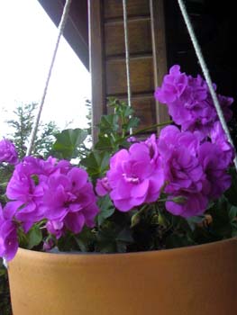 Name:  Photo-0010.jpg
Views: 2784
Size:  42.7 KB