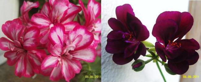 Name:  sakzsardunya1.jpg
Views: 3734
Size:  28.2 KB