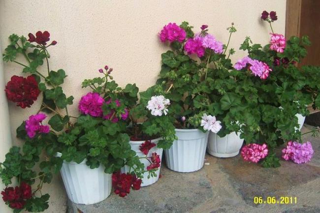 Name:  sakzsardunya4.jpg
Views: 5006
Size:  52.1 KB