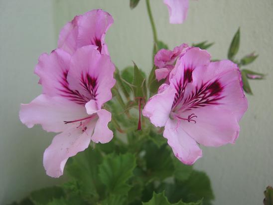 Name:  ceylan 1.JPG
Views: 4881
Size:  36.0 KB