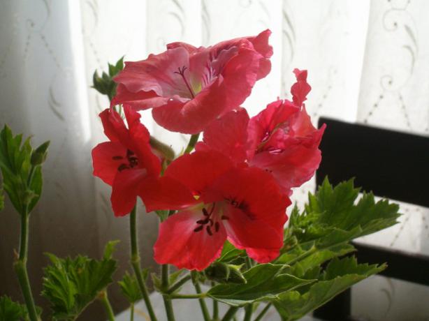 Name:  003.jpg
Views: 1857
Size:  31.7 KB