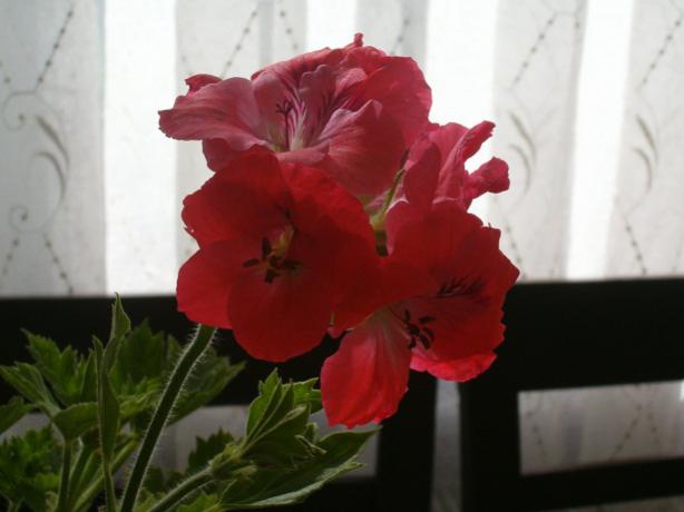 Name:  004.jpg
Views: 1854
Size:  26.6 KB
