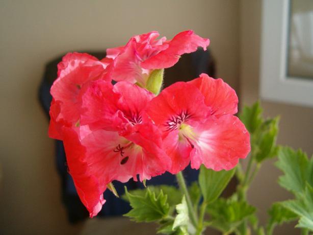 Name:  005.jpg
Views: 1830
Size:  28.4 KB
