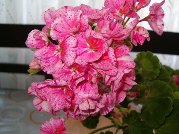 Name:  001.jpg
Views: 1877
Size:  47.5 KB
