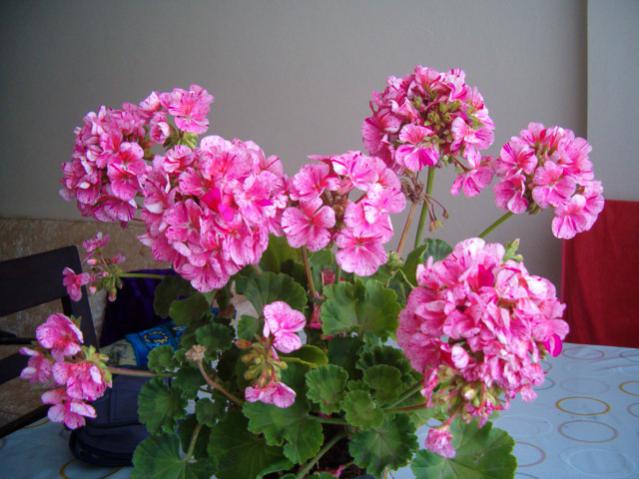 Name:  005.jpg
Views: 1953
Size:  48.1 KB