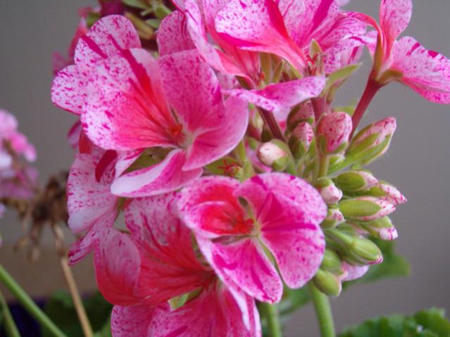 Name:  003.jpg
Views: 1880
Size:  45.4 KB