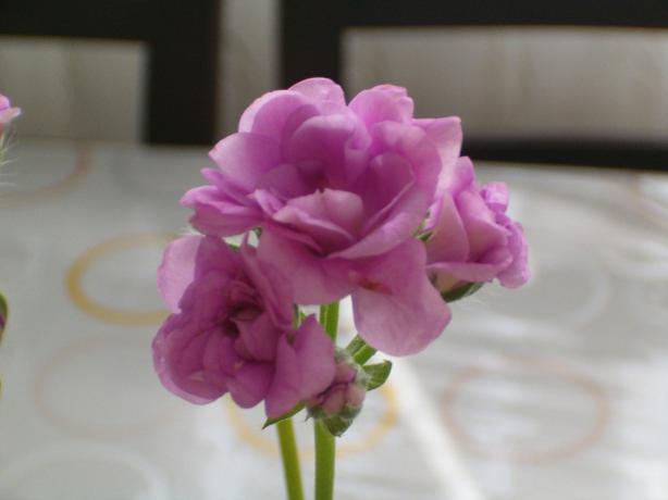 Name:  009.jpg
Views: 1816
Size:  21.1 KB